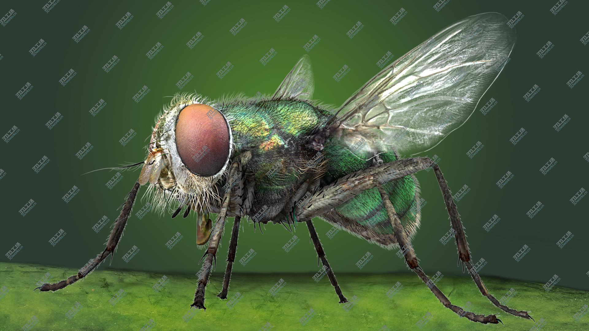 images/goods_img/2021040235/3D House Fly Bug/1.jpg